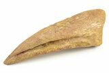 Fossil Spinosaurus Toe Claw - Top Quality With No Restoration! #241019-3